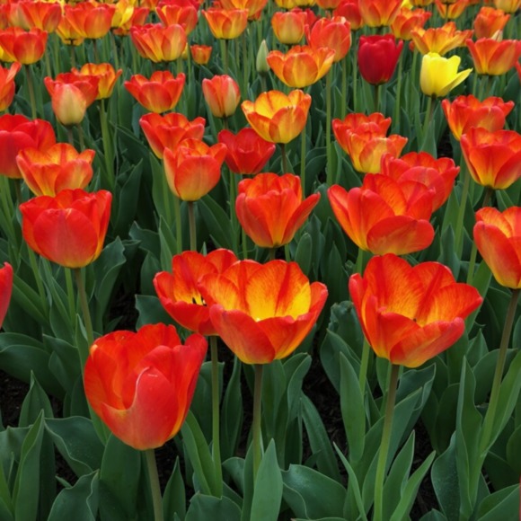 Meet your Posher, Rachel Lynn - Picture 1 of 1